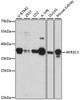 Western blot analysis of extracts of various cell lines, using AKR1C3 antibody (18-113) at 1:1000 dilution.<br/>Secondary antibody: HRP Goat Anti-Rabbit IgG (H+L) at 1:10000 dilution.<br/>Lysates/proteins: 25ug per lane.<br/>Blocking buffer: 3% nonfat dry milk in TBST.<br/>Detection: ECL Basic Kit.<br/>Exposure time: 20s.