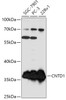 Western blot analysis of extracts of various cell lines, using CNTD1 antibody (18-118) at 1:1000 dilution.<br/>Secondary antibody: HRP Goat Anti-Rabbit IgG (H+L) at 1:10000 dilution.<br/>Lysates/proteins: 25ug per lane.<br/>Blocking buffer: 3% nonfat dry milk in TBST.<br/>Detection: ECL Basic Kit.<br/>Exposure time: 1s.