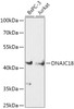 Western blot analysis of extracts of various cell lines, using DNAJC18 antibody (18-129) at 1:1000 dilution.<br/>Secondary antibody: HRP Goat Anti-Rabbit IgG (H+L) at 1:10000 dilution.<br/>Lysates/proteins: 25ug per lane.<br/>Blocking buffer: 3% nonfat dry milk in TBST.<br/>Detection: ECL Enhanced Kit.<br/>Exposure time: 300s.
