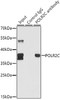 Immunoprecipitation analysis of 150ug extracts of SW620 cells using 3ug POLR2C antibody (18-131) . Western blot was performed from the immunoprecipitate using POLR2C antibody (18-131) at a dilition of 1:500.