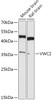 Western blot analysis of extracts of various cell lines, using VWC2 antibody (18-133) at 1:1000 dilution.<br/>Secondary antibody: HRP Goat Anti-Rabbit IgG (H+L) at 1:10000 dilution.<br/>Lysates/proteins: 25ug per lane.<br/>Blocking buffer: 3% nonfat dry milk in TBST.<br/>Detection: ECL Basic Kit.<br/>Exposure time: 90s.