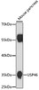 Western blot analysis of extracts of mouse pancreas, using USP46 antibody (18-142) at 1:1000 dilution.<br/>Secondary antibody: HRP Goat Anti-Rabbit IgG (H+L) at 1:10000 dilution.<br/>Lysates/proteins: 25ug per lane.<br/>Blocking buffer: 3% nonfat dry milk in TBST.<br/>Detection: ECL Basic Kit.<br/>Exposure time: 90s.