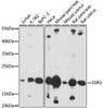 Western blot analysis of extracts of various cells, using SSR3 antibody (18-146) at 1:1000 dilution.<br/>Secondary antibody: HRP Goat Anti-Rabbit IgG (H+L) at 1:10000 dilution.<br/>Lysates/proteins: 25ug per lane.<br/>Blocking buffer: 3% nonfat dry milk in TBST.<br/>Detection: ECL Basic Kit.<br/>Exposure time: 30s.