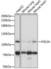 Western blot analysis of extracts of various cell lines, using PDE3A antibody (18-159) at 1:1000 dilution.<br/>Secondary antibody: HRP Goat Anti-Rabbit IgG (H+L) at 1:10000 dilution.<br/>Lysates/proteins: 25ug per lane.<br/>Blocking buffer: 3% nonfat dry milk in TBST.<br/>Detection: ECL Basic Kit.<br/>Exposure time: 5s.