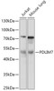 Western blot analysis of extracts of various cell lines, using PDLIM7 antibody (18-166) at 1:1000 dilution.<br/>Secondary antibody: HRP Goat Anti-Rabbit IgG (H+L) at 1:10000 dilution.<br/>Lysates/proteins: 25ug per lane.<br/>Blocking buffer: 3% nonfat dry milk in TBST.<br/>Detection: ECL Basic Kit.<br/>Exposure time: 30s.