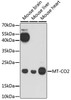 Western blot analysis of extracts of various cell lines, using MT-CO2 antibody (18-172) at 1:1000 dilution.<br/>Secondary antibody: HRP Goat Anti-Rabbit IgG (H+L) at 1:10000 dilution.<br/>Lysates/proteins: 25ug per lane.<br/>Blocking buffer: 3% nonfat dry milk in TBST.<br/>Detection: ECL Basic Kit.<br/>Exposure time: 10s.