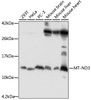 Western blot analysis of extracts of various cell lines, using MT-ND3 antibody (18-176) at 1:1000 dilution.<br/>Secondary antibody: HRP Goat Anti-Rabbit IgG (H+L) at 1:10000 dilution.<br/>Lysates/proteins: 25ug per lane.<br/>Blocking buffer: 3% nonfat dry milk in TBST.<br/>Detection: ECL Basic Kit.<br/>Exposure time: 90s.