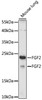 Western blot analysis of extracts of mouse lung, using FGF2 antibody (18-179) at 1:1000 dilution.<br/>Secondary antibody: HRP Goat Anti-Rabbit IgG (H+L) at 1:10000 dilution.<br/>Lysates/proteins: 25ug per lane.<br/>Blocking buffer: 3% nonfat dry milk in TBST.<br/>Detection: ECL Basic Kit.<br/>Exposure time: 60s.