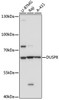 Western blot analysis of extracts of various cell line, using DUSP8 antibody (18-181) at 1:1000 dilution.<br/>Secondary antibody: HRP Goat Anti-Rabbit IgG (H+L) at 1:10000 dilution.<br/>Lysates/proteins: 25ug per lane.<br/>Blocking buffer: 3% nonfat dry milk in TBST.<br/>Detection: ECL Basic Kit.<br/>Exposure time: 60s.
