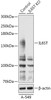 Western blot analysis of extracts from normal (control) and IL6ST knockout (KO) A-549 cells, using IL6ST antibody (18-224) at 1:1000 dilution.<br/>Secondary antibody: HRP Goat Anti-Rabbit IgG (H+L) at 1:10000 dilution.<br/>Lysates/proteins: 25ug per lane.<br/>Blocking buffer: 3% nonfat dry milk in TBST.<br/>Detection: ECL Basic Kit.<br/>Exposure time: 3min.