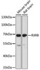 Western blot analysis of extracts of various cell lines, using RXRB antibody (18-298) at 1:1000 dilution.<br/>Secondary antibody: HRP Goat Anti-Rabbit IgG (H+L) at 1:10000 dilution.<br/>Lysates/proteins: 25ug per lane.<br/>Blocking buffer: 3% nonfat dry milk in TBST.<br/>Detection: ECL Basic Kit.<br/>Exposure time: 90s.