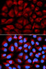 Immunofluorescence analysis of U2OS cells using FANCC antibody (18-299) . Blue: DAPI for nuclear staining.