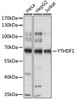 Western blot analysis of extracts of various cell lines, using YTHDF1 antibody (18-301) at 1:1000 dilution.<br/>Secondary antibody: HRP Goat Anti-Rabbit IgG (H+L) at 1:10000 dilution.<br/>Lysates/proteins: 25ug per lane.<br/>Blocking buffer: 3% nonfat dry milk in TBST.<br/>Detection: ECL Basic Kit.<br/>Exposure time: 1s.