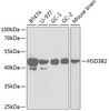 Western blot analysis of extracts of various cell lines, using HSD3B2 antibody (18-323) at 1:1000 dilution.<br/>Secondary antibody: HRP Goat Anti-Rabbit IgG (H+L) at 1:10000 dilution.<br/>Lysates/proteins: 25ug per lane.<br/>Blocking buffer: 3% nonfat dry milk in TBST.