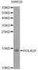 Western blot analysis of extracts of SW620 cells, using POLR2F antibody (18-328) at 1:1000 dilution.<br/>Secondary antibody: HRP Goat Anti-Rabbit IgG (H+L) at 1:10000 dilution.<br/>Lysates/proteins: 25ug per lane.<br/>Blocking buffer: 3% nonfat dry milk in TBST.<br/>Detection: ECL Basic Kit.<br/>Exposure time: 90s.