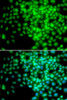 Immunofluorescence analysis of HeLa cells using POLR2F antibody (18-328) . Blue: DAPI for nuclear staining.