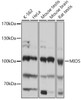 Western blot analysis of extracts of various cell lines, using MIOS antibody (18-332) at 1:1000 dilution.<br/>Secondary antibody: HRP Goat Anti-Rabbit IgG (H+L) at 1:10000 dilution.<br/>Lysates/proteins: 25ug per lane.<br/>Blocking buffer: 3% nonfat dry milk in TBST.<br/>Detection: ECL Basic Kit.<br/>Exposure time: 1s.
