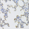 Immunohistochemistry of paraffin-embedded rat lung using HNRNPD Antibody (18-333) at dilution of 1:100 (40x lens) .
