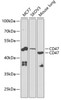Western blot analysis of extracts of various cell lines, using CD47 Antibody (18-341) at 1:1000 dilution.<br/>Secondary antibody: HRP Goat Anti-Rabbit IgG (H+L) at 1:10000 dilution.<br/>Lysates/proteins: 25ug per lane.<br/>Blocking buffer: 3% nonfat dry milk in TBST.<br/>Detection: ECL Basic Kit.<br/>Exposure time: 90s.