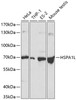 Western blot analysis of extracts of various cell lines, using HSPA1L antibody (18-349) at 1:500 dilution.<br/>Secondary antibody: HRP Goat Anti-Rabbit IgG (H+L) at 1:10000 dilution.<br/>Lysates/proteins: 25ug per lane.<br/>Blocking buffer: 3% nonfat dry milk in TBST.