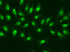 Immunofluorescence analysis of A549 cells using POLR2D antibody (18-352) .