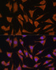 Immunofluorescence analysis of L929 cells using GLB1 antibody (18-355) at dilution of 1:100. Blue: DAPI for nuclear staining.