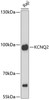 Western blot analysis of extracts of Raji cells, using KCNQ2 antibody (18-383) at 1:3000 dilution.<br/>Secondary antibody: HRP Goat Anti-Rabbit IgG (H+L) at 1:10000 dilution.<br/>Lysates/proteins: 25ug per lane.<br/>Blocking buffer: 3% nonfat dry milk in TBST.<br/>Detection: ECL Basic Kit.<br/>Exposure time: 90s.