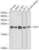 Western blot analysis of extracts of various cell lines, using GLO1 antibody (18-395) at 1:1000 dilution.<br/>Secondary antibody: HRP Goat Anti-Rabbit IgG (H+L) at 1:10000 dilution.<br/>Lysates/proteins: 25ug per lane.<br/>Blocking buffer: 3% nonfat dry milk in TBST.