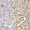 Immunohistochemistry of paraffin-embedded mouse kidney using GLO1 antibody (18-395) at dilution of 1:200 (40x lens) .