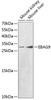Western blot analysis of extracts of various cell lines, using EBAG9 antibody (18-398) at 1:1000 dilution.<br/>Secondary antibody: HRP Goat Anti-Rabbit IgG (H+L) at 1:10000 dilution.<br/>Lysates/proteins: 25ug per lane.<br/>Blocking buffer: 3% nonfat dry milk in TBST.
