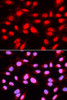 Immunofluorescence analysis of U2OS cells using U2AF2 antibody (18-399) . Blue: DAPI for nuclear staining.