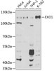 Western blot analysis of extracts of various cell lines, using EXO1 Antibody (18-402) at 1:1000 dilution.<br/>Secondary antibody: HRP Goat Anti-Rabbit IgG (H+L) at 1:10000 dilution.<br/>Lysates/proteins: 25ug per lane.<br/>Blocking buffer: 3% nonfat dry milk in TBST.<br/>Detection: ECL Basic Kit.<br/>Exposure time: 30s.