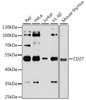 Western blot analysis of extracts of various cell lines, using CD27 antibody (18-404) at 1:3000 dilution.<br/>Secondary antibody: HRP Goat Anti-Rabbit IgG (H+L) at 1:10000 dilution.<br/>Lysates/proteins: 25ug per lane.<br/>Blocking buffer: 3% nonfat dry milk in TBST.<br/>Detection: ECL Basic Kit.<br/>Exposure time: 90s.