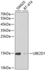 Western blot analysis of extracts of various cell lines, using UBE2D1 antibody (18-410) at 1:1000 dilution.<br/>Secondary antibody: HRP Goat Anti-Rabbit IgG (H+L) at 1:10000 dilution.<br/>Lysates/proteins: 25ug per lane.<br/>Blocking buffer: 3% nonfat dry milk in TBST.<br/>Detection: ECL Enhanced Kit.
