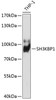 Western blot analysis of extracts of THP-1 cells, using SH3KBP1 antibody (18-411) at 1:1000 dilution.<br/>Secondary antibody: HRP Goat Anti-Rabbit IgG (H+L) at 1:10000 dilution.<br/>Lysates/proteins: 25ug per lane.<br/>Blocking buffer: 3% nonfat dry milk in TBST.<br/>Detection: ECL Basic Kit.<br/>Exposure time: 90s.