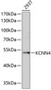 Western blot analysis of extracts of 293T cells, using KCNN4 antibody (18-422) at 1:1000 dilution.<br/>Secondary antibody: HRP Goat Anti-Rabbit IgG (H+L) at 1:10000 dilution.<br/>Lysates/proteins: 25ug per lane.<br/>Blocking buffer: 3% nonfat dry milk in TBST.<br/>Detection: ECL Basic Kit.<br/>Exposure time: 90s.