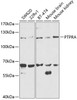 Western blot analysis of extracts of various cell lines, using PTPRA antibody (18-424) at 1:1000 dilution.<br/>Secondary antibody: HRP Goat Anti-Rabbit IgG (H+L) at 1:10000 dilution.<br/>Lysates/proteins: 25ug per lane.<br/>Blocking buffer: 3% nonfat dry milk in TBST.<br/>Detection: ECL Enhanced Kit.<br/>Exposure time: 90s.
