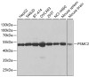 Western blot analysis of extracts of various cell lines, using PSMC2 antibody (18-430) at 1:1000 dilution.<br/>Secondary antibody: HRP Goat Anti-Rabbit IgG (H+L) at 1:10000 dilution.<br/>Lysates/proteins: 25ug per lane.<br/>Blocking buffer: 3% nonfat dry milk in TBST.<br/>Detection: ECL Basic Kit.<br/>Exposure time: 3s.