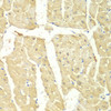 Immunohistochemistry of paraffin-embedded mouse heart using PSMC2 antibody (18-430) at dilution of 1:100 (40x lens) .