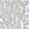 Immunohistochemistry of paraffin-embedded mouse kidney using KLK3 antibody (18-468) at dilution of 1:100 (40x lens) .