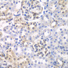 Immunohistochemistry of paraffin-embedded rat kidney using HDAC2 antibody (18-488) at dilution of 1:100 (40x lens) .