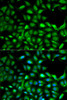 Immunofluorescence analysis of A-549 cells using IGF2 antibody (18-490) . Blue: DAPI for nuclear staining.