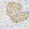 Immunohistochemistry of paraffin-embedded rat pancreatic islet using INS antibody (18-492) at dilution of 1:50 (40x lens) .