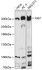 Western blot analysis of extracts of various cell lines, using Ki67 antibody (18-495) at 1:1000 dilution.<br/>Secondary antibody: HRP Goat Anti-Rabbit IgG (H+L) at 1:10000 dilution.<br/>Lysates/proteins: 25ug per lane.<br/>Blocking buffer: 3% nonfat dry milk in TBST.<br/>Detection: ECL Basic Kit.<br/>Exposure time: 10s.