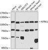 Western blot analysis of extracts of various cell lines, using NTRK1 antibody (18-498) at 1:1000 dilution.<br/>Secondary antibody: HRP Goat Anti-Rabbit IgG (H+L) at 1:10000 dilution.<br/>Lysates/proteins: 25ug per lane.<br/>Blocking buffer: 3% nonfat dry milk in TBST.<br/>Detection: ECL Basic Kit.<br/>Exposure time: 90s.