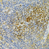 Immunohistochemistry of paraffin-embedded rat spleen using TNFRSF11B Antibody (18-500) at dilution of 1:200 (40x lens) .