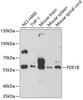 Western blot analysis of extracts of various cell lines, using PDE1B antibody (18-502) at 1:500 dilution.<br/>Secondary antibody: HRP Goat Anti-Rabbit IgG (H+L) at 1:10000 dilution.<br/>Lysates/proteins: 25ug per lane.<br/>Blocking buffer: 3% nonfat dry milk in TBST.