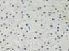 Immunohistochemistry of paraffin-embedded rat liver using PPP4C antibody (18-508) at dilution of 1:100 (40x lens) .