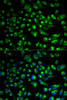 Immunofluorescence analysis of HeLa cells using SPAM1 antibody (18-516) . Blue: DAPI for nuclear staining.