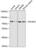 Western blot analysis of extracts of various cell lines, using TNFAIP3 antibody (18-521) at 1:1000 dilution.<br/>Secondary antibody: HRP Goat Anti-Rabbit IgG (H+L) at 1:10000 dilution.<br/>Lysates/proteins: 25ug per lane.<br/>Blocking buffer: 3% nonfat dry milk in TBST.<br/>Detection: ECL Basic Kit.<br/>Exposure time: 60s.